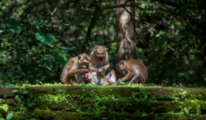 Polonnaruwa monkeys