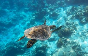 Turtle in The Maldives