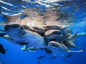 Sharks in Maldives